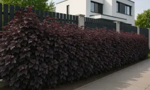 Co zamiast tui na ogrodzenie? Oto najlepsze alternatywy dla Twojego ogrodu